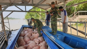 Tăng cường kiểm soát, ngăn chặn hoạt động vận chuyển trái phép lợn qua biên giới