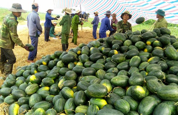 Người dân Hà Tĩnh phấn khởi khi dưa hấu được giá