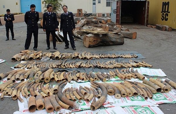 Hải Phòng: Bắt giữ hơn 18 tấn ngà voi, vảy tê tê trong vòng 5 năm Hải Phòng: Bắt giữ hơn 18 tấn ngà voi, vảy tê tê trong vòng 5 năm