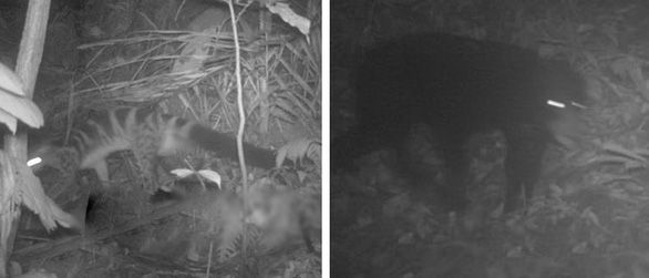 Tìm thấy nhiều gấu ngựa và cầy vằn quý hiếm ở Pù Luông Tìm thấy nhiều gấu ngựa và cầy vằn quý hiếm ở Pù Luông