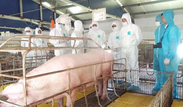 Giá thịt hôm nay 12/7: Lợn hơi duy trì trên mốc 90.000 đồng/kg