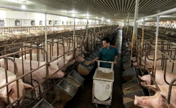 Giá thịt hôm nay 13/7: Miền Bắc ổn định, miền Trung và miền Nam tăng nhẹ