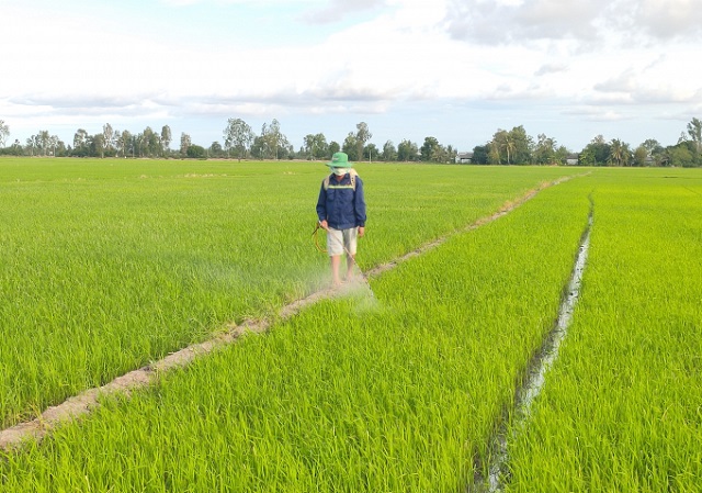 Bạc Liêu triển khai xây dựng mô hình thí điểm canh tác giống lúa ST24 và ST25 tại các vùng sản xuất lúa ổn định