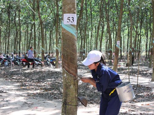 Giá cao su hôm nay 13/7: Phiên sáng ổn định