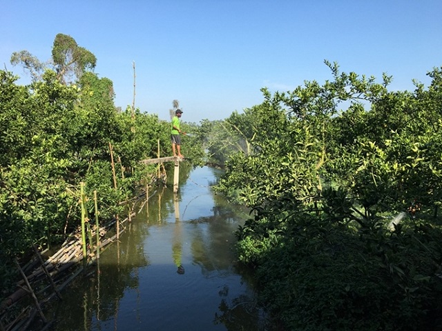 Phục hồi vườn c&acirc;y ăn tr&aacute;i sau hạn mặn ở Bến Tre