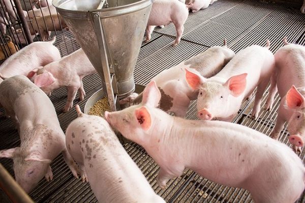 Nam Định: Đã tái đàn được trên 600 nghìn con lợn