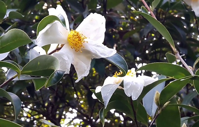 Thời gian gần đ&acirc;y, người d&acirc;n tr&ecirc;n địa b&agrave;n tỉnh Lạng Sơn đ&atilde; quan t&acirc;m đến c&acirc;y sở