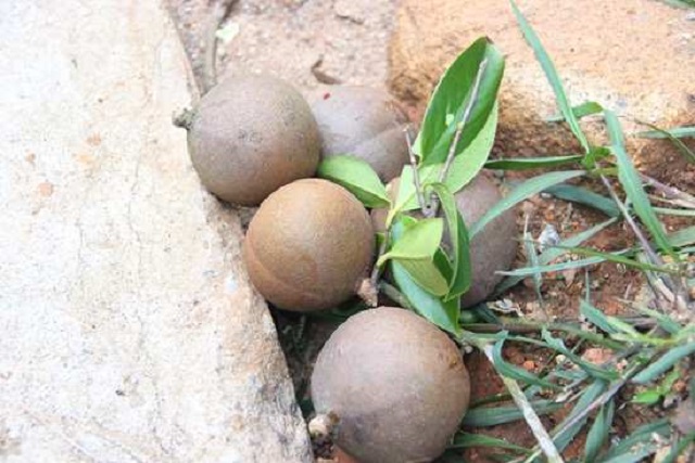 Hiện tại, đầu ra cho c&acirc;y sở tr&ecirc;n địa b&agrave;n huyện Can Lộc đ&atilde; dần ổn định hơn