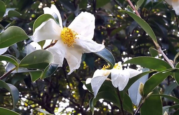 Lạng Sơn: Đẩy mạnh phát triển, nâng cao giá trị cho cây sở