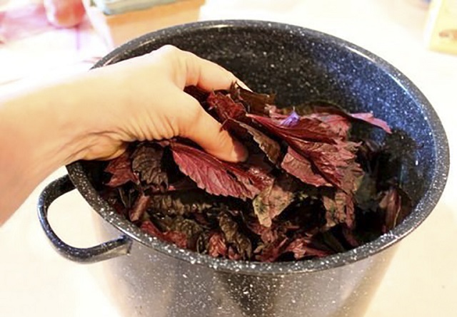 Đi&ecirc;̀u trị vi&ecirc;m họng bằng lá tía t&ocirc; là phương pháp đơn giản, hi&ecirc;̣u quả và có th&ecirc;̉ dùng cho nhi&ecirc;̀u đ&ocirc;́i tượng