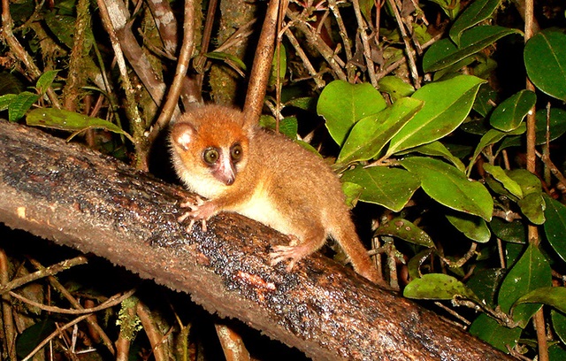 Hơn 100 loài vượn cáo có nguy cơ tuyệt chủng