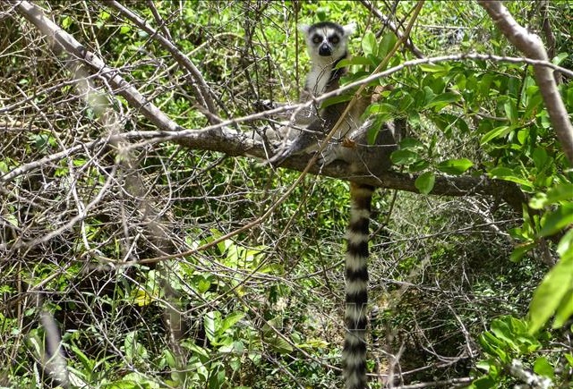 Gia tăng nhiều loại động vật trên thế giới đứng trước nguy cơ tuyệt chủng