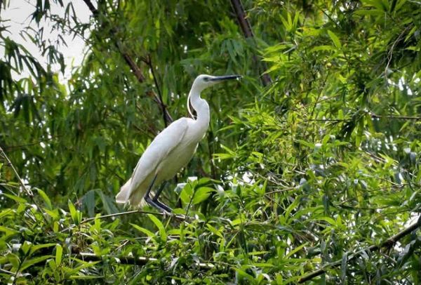 Vinh danh công tác bảo tồn loài hoang dã giai đoạn 2010 - 2020
