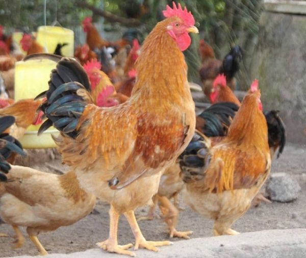 Bắc Giang: Giải pháp phát triển thương hiệu gà đồi Yên Thế