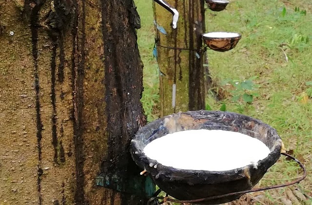 gi&aacute; co su h&ocirc;m nay 14/7