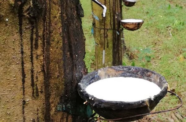Giá cao su hôm nay 14/7: Tiếp tục tăng