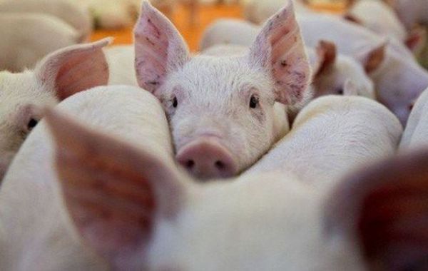 Giá thịt hôm nay 14/7: Tiếp tục tăng 1.000 - 3.000 đồng/kg