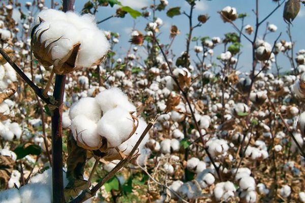 Giá bông thấp nhất trong 11 năm, nhiều quốc gia châu Phi gặp khó Giá bông thấp nhất trong 11 năm, nhiều quốc gia châu Phi gặp khó