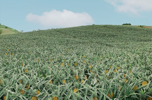 dứa tại huyện Lục Nam nổi tiếng bởi mẫu m&atilde; đẹp, m&agrave;u v&agrave;ng tươi, quả to đều, c&oacute; vị ngọt sắc v&agrave; thơm