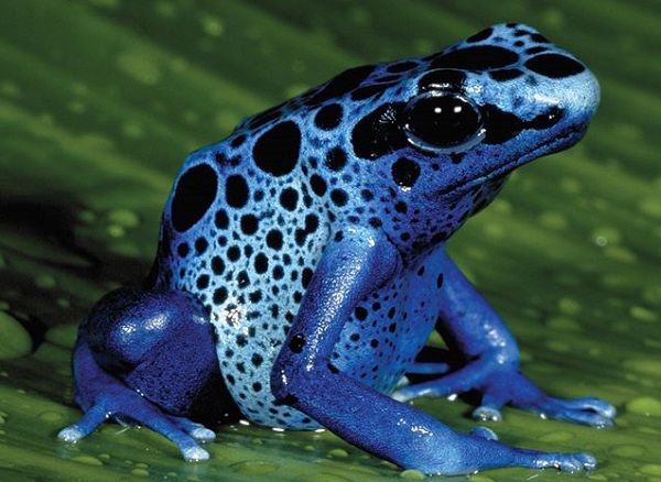 Những loài động vật ‘mini’ nhưng mang trong mình chất độc cực mạnh