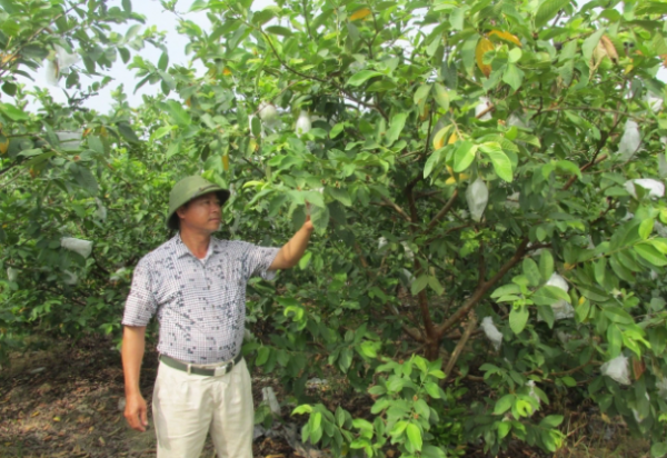 Hưng Yên: Trồng ổi lê Đài Loan đem lại hiệu quả kinh tế cao