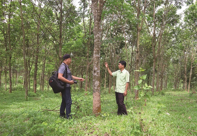 Người dân xã A Dơi bắt đầu chuyển đổi từ sắn sang cây cao su từ năm 2006