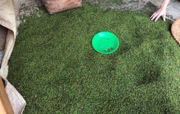 13 doanh nghiệp 'kêu cứu' vì hàng chục container hồ tiêu bị kẹt ở Nepal 13 doanh nghiệp 'kêu cứu' vì hàng chục container hồ tiêu bị kẹt ở Nepal