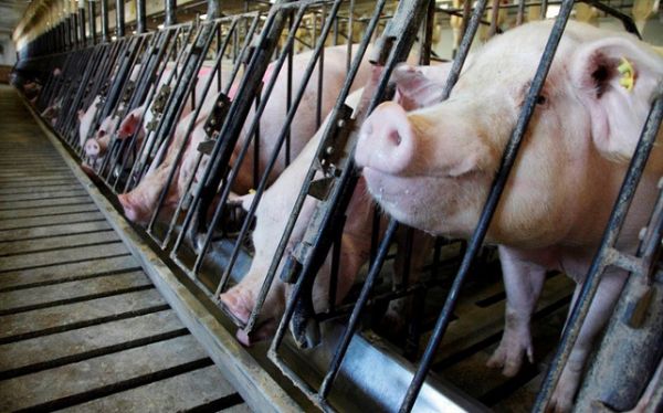 Giá thịt hôm nay 15/7: Lợn hơi đồng loạt tăng