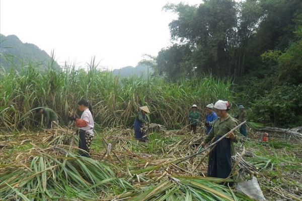 Triển khai giải pháp phát triển ngành mía đường trong tình hình mới