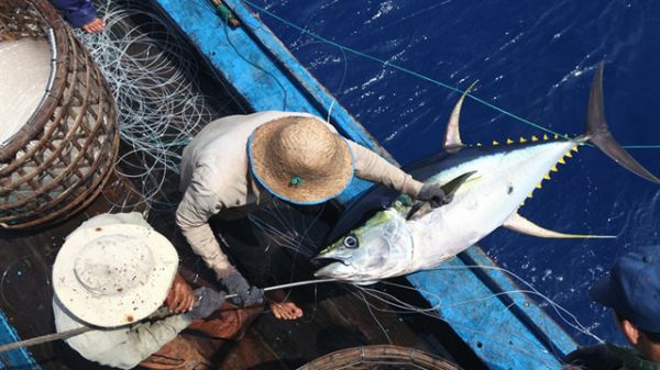 6 tháng đầu năm 2020 tổng sản lượng thủy sản ước đạt 3,86 triệu tấn