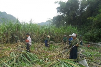 Triển khai giải pháp phát triển ngành mía đường trong tình hình mới