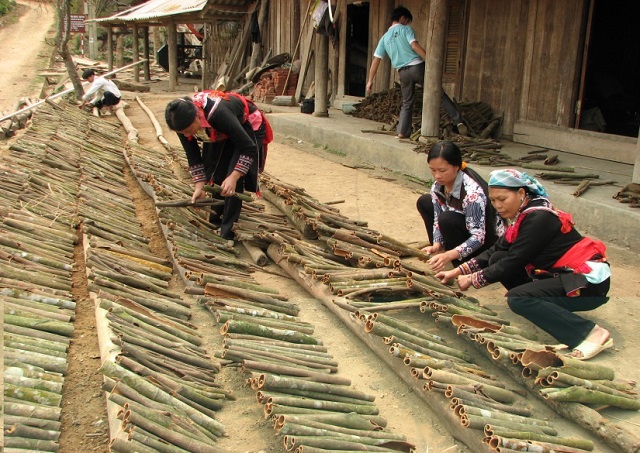 C&acirc;y quế nhiều năm trở lại đ&acirc;y đ&atilde; g&oacute;p phần cải thiện người d&acirc;n v&ugrave;ng kh&oacute;