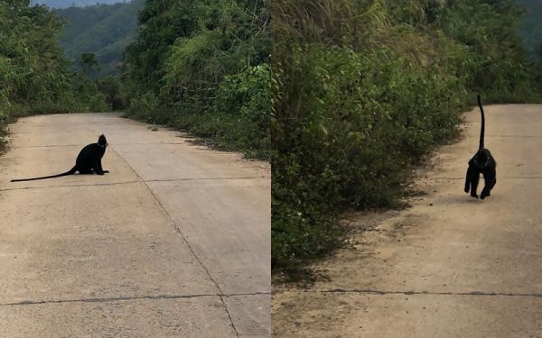 Phát hiện 3 cá thể voọc cực kỳ quý hiếm ở biên giới Việt - Lào