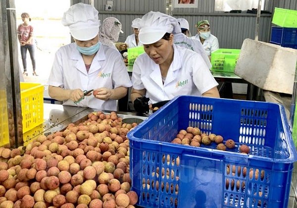 Hải Dương đ&atilde; c&oacute; một vụ vải thiều năm 2020 thắng lợi tr&ecirc;n nhiều phương diện