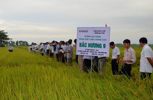 Quảng Bình: Luân canh ngô trên ruộng lúa cho hiệu quả kinh tế cao