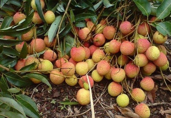 Hải Dương: Vụ vải thiều năm 2020 thắng lợi trên nhiều phương diện