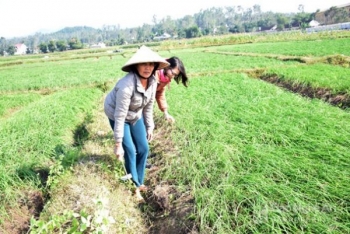 Nông dân Nghệ An ổn định cuộc sống nhờ hành tăm