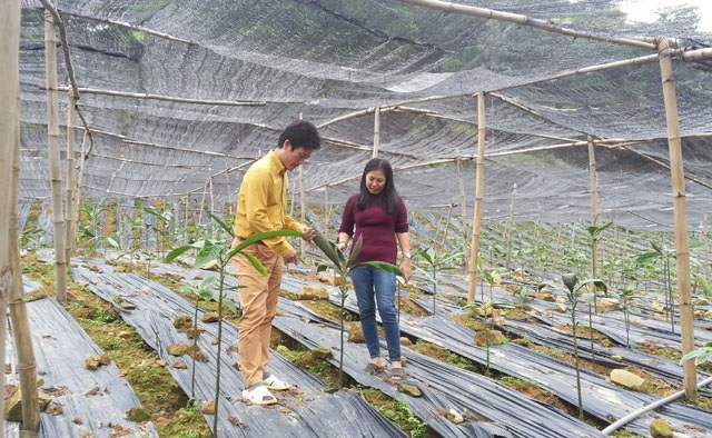 Khu vườn trồng dược liệu của Hợp t&aacute;c x&atilde; Bảo tồn v&agrave; ph&aacute;t triển dược liệu S&oacute;c Sơn