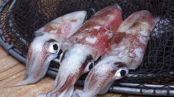 Việt Nam là một trong những nguồn cung mực và bạch tuộc lớn nhất cho Nhật Bản