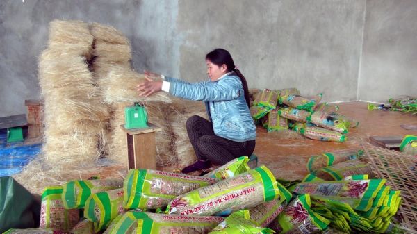 Miến dong Bắc Kạn lần đầu xuất khẩu sang châu Âu