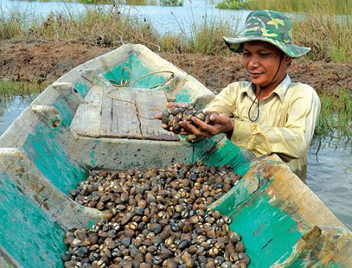 Thu hàng trăm triệu đồng nhờ nuôi sò huyết trong vuông tôm Thu hàng trăm triệu đồng nhờ nuôi sò huyết trong vuông tôm