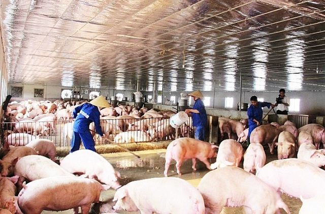 giá lợn hơi hôm nay 17/7