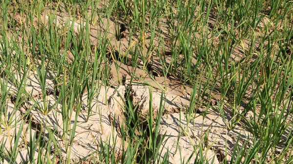 Nghệ An: Nắng nóng kéo dài, gần 2.000 ha lúa chết cháy