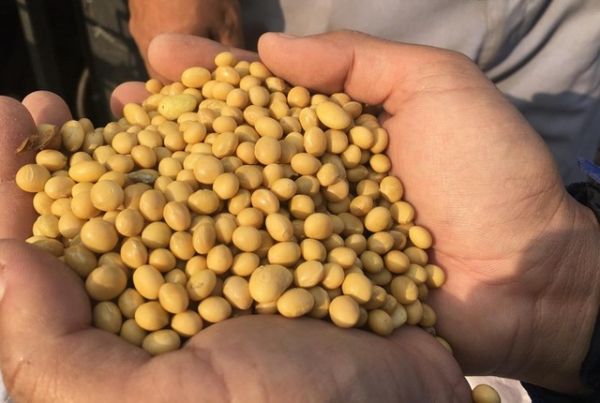 Những thành tựu mới trong việc chọn tạo giống mới và phát triển vùng nguyên liệu đậu nành Những thành tựu mới trong việc chọn tạo giống mới và phát triển vùng nguyên liệu đậu nành