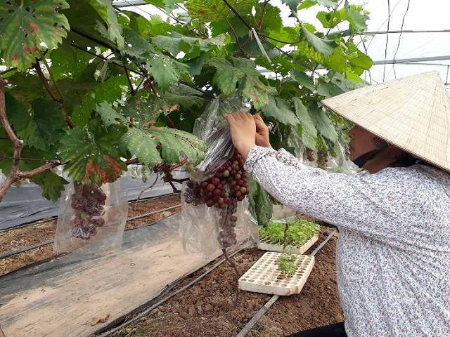 Vườn nho được chăm s&oacute;c theo quy tr&igrave;nh VietGAP