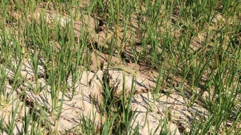 Nghệ An: Nắng nóng kéo dài, gần 2.000 ha lúa chết cháy