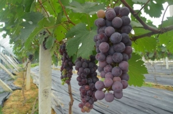 Thành công với mô hình nho đen không hạt