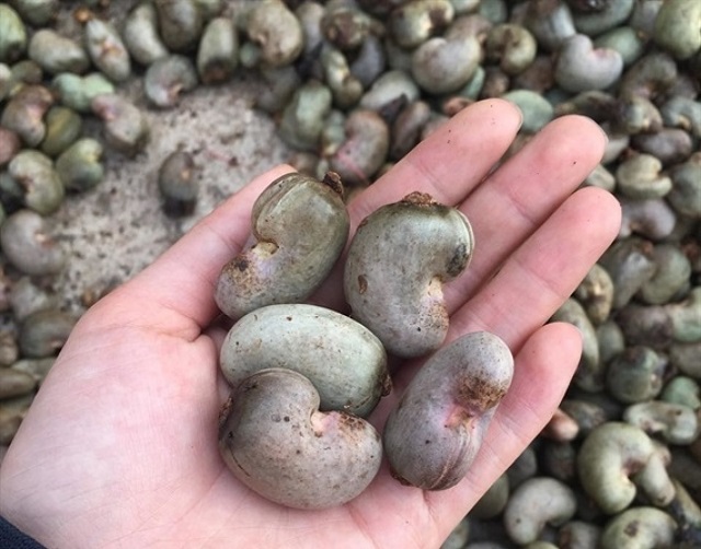 gi&aacute; điều th&ocirc; thế giới