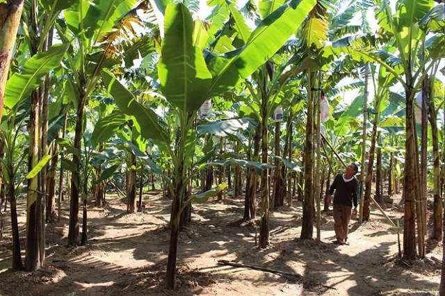 Chuối ngự Đại Ho&agrave;ng l&agrave; giống chuối qu&yacute;, được Nh&agrave; nước bảo tồn nguồn gen