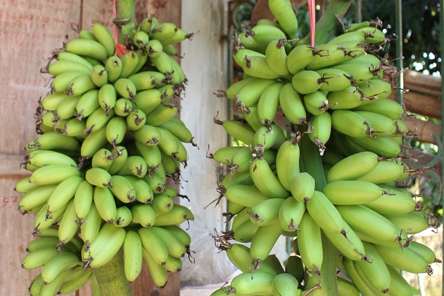 Chuối ngự Đại Ho&agrave;ng được giấm ch&iacute;n một c&aacute;ch tự nhi&ecirc;n bằng hơi ấm trong l&ograve; từ tro v&agrave; trấu, kh&ocirc;ng d&ugrave;ng h&oacute;a chất